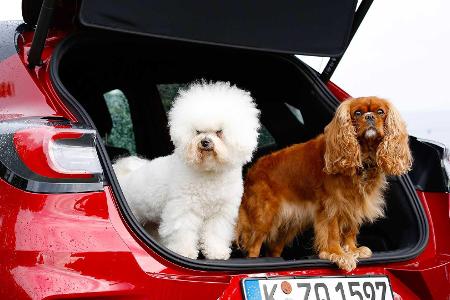 So badet man einen Hund im Ford Puma (2020) So badet man einen Hund im Ford Puma (2020)
