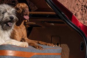 Aston Martin DBX: Zubehör für Hundefreunde