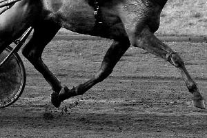 Mann bei Galopp-Veranstaltung von Pferd getötet