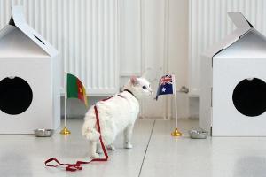 Taube Katze Achilles wird russisches WM-Orakel