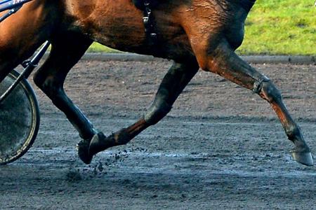 Verletzung beendet Karriere von Galopper Justify Verletzung beendet Karriere von Galopper Justify