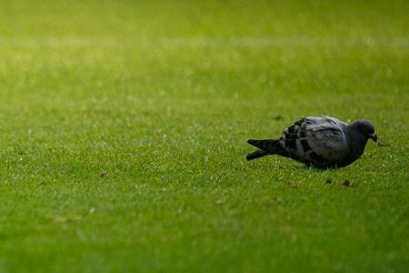 Vogel des Tages: Taube im Signal Iduna Park Vogel des Tages: Taube im Signal Iduna Park