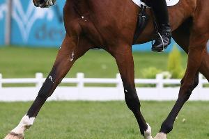 Reit-WM 2022 im dänischen Herning