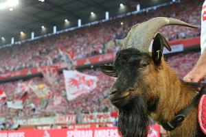 Köln: Beim Bundesliga-Neustart ohne Hennes