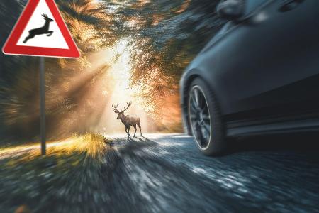 Auto muss bremsen Auto muss bremsen