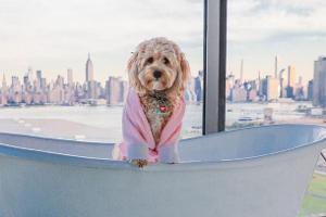 Diese Hunde leben das Instagram-Leben