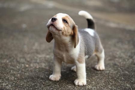Beagle dabei zu bellen Getty.jpg
