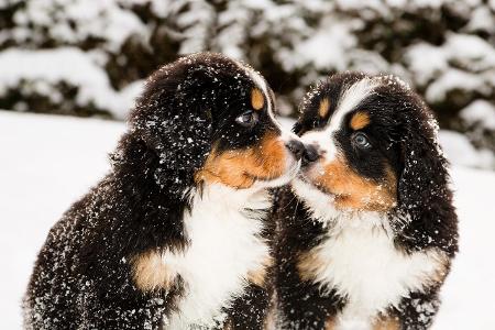 Berner Sennenhund Welpen im Schnee.jpg