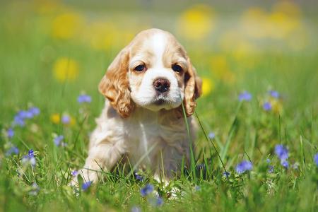 Cockerspaniel auf blühender Wiese Getty.jpg