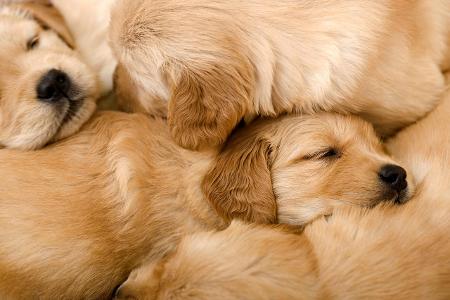 Golden Retriever Welpen Getty.jpg