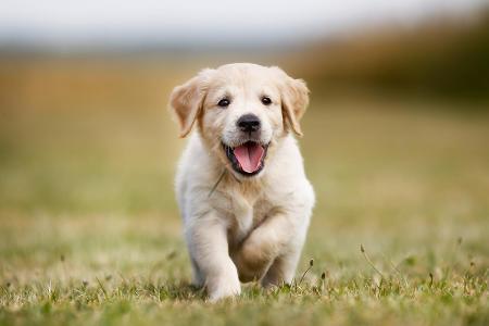 Golden Retriever Welpe auf braunem Gras Getty.jpg