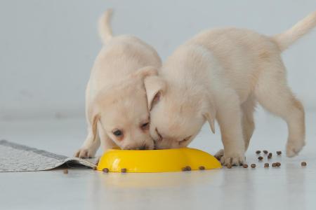 Labrador Welpen fressen Getty.jpg