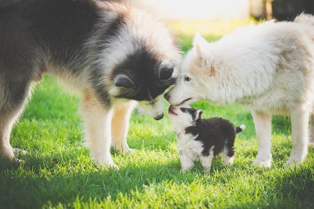 sibirischer Husky mit Eltern Getty.jpg