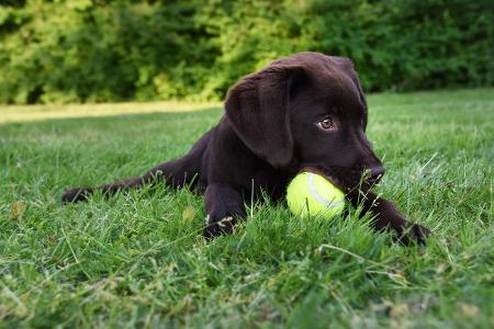 Schwarzer Labradorwelpe im Gras mit Tennisball getty.jpg
