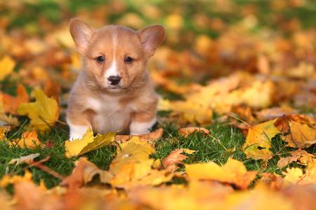 Welsh Corgi Blätter Herbst.jpg