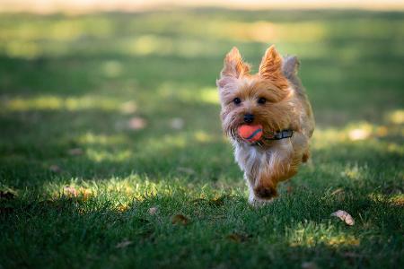 Yorkshire Terrier mit Ball im Mund Getty.jpg