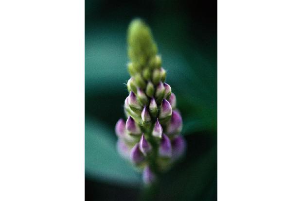 Lupinen
