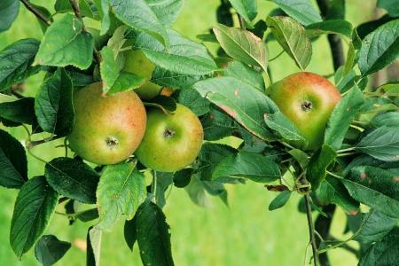 Äpfel