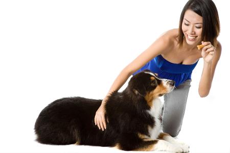Flirtfaktor Hund