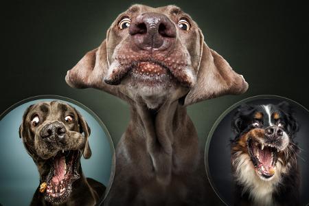 hunde.jpg