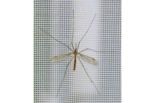 k Fliegengitter_Steffen Schellhorn.jpg