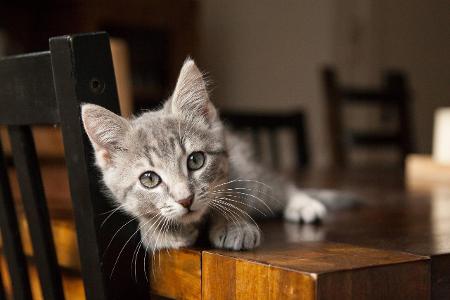 Katze Tisch Photocase.jpg