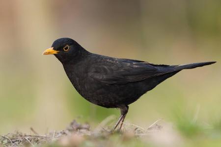 2_Amsel 1 blickwinkel.jpg