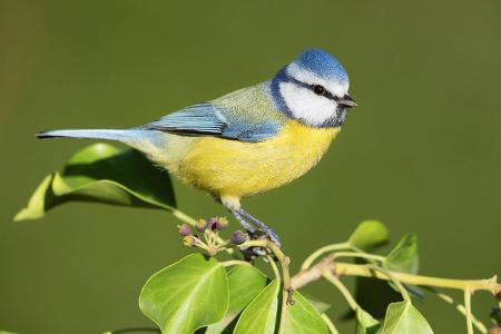5_Blaumeise imagebroker.jpg (1)