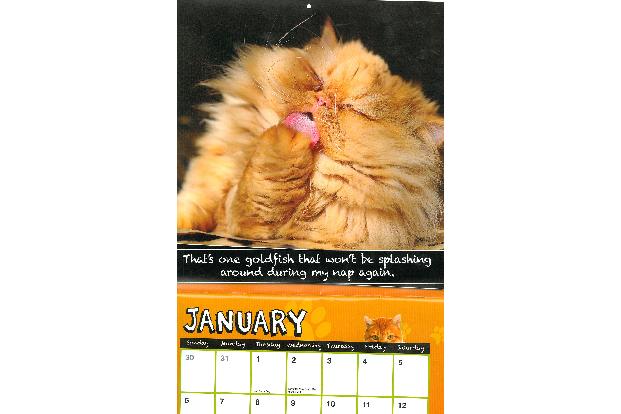 fette katzen