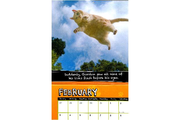 fette katzen