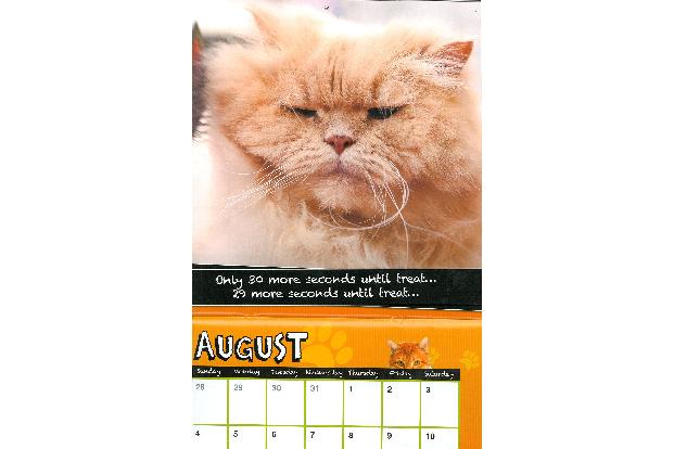 fette katzen