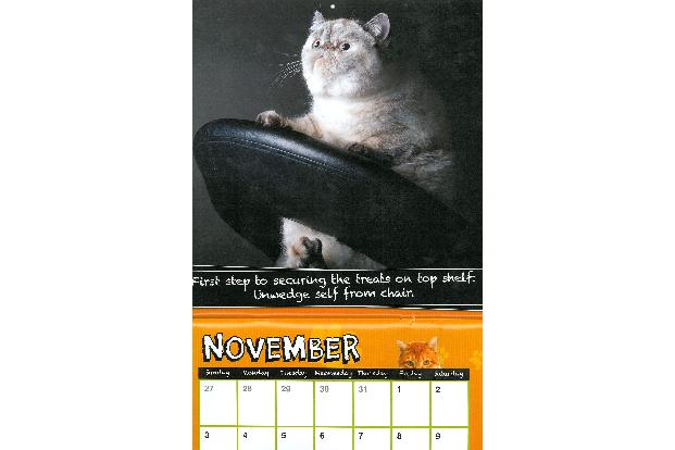 fette katzen