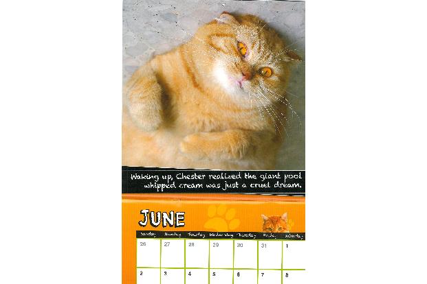 fette katzen