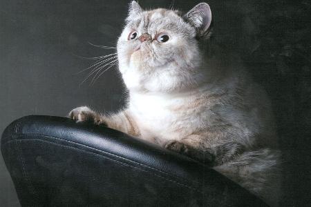 fette katzen