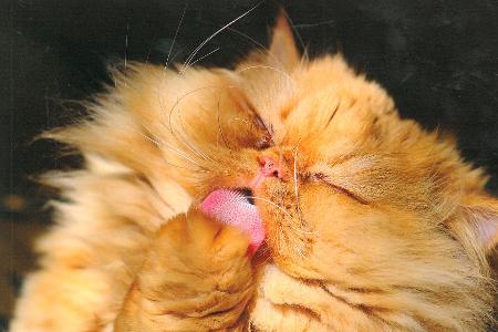 fette katzen