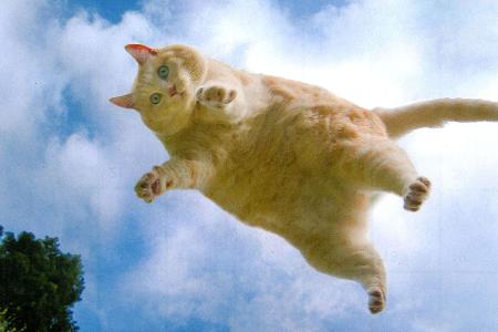 fette katzen