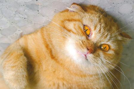 fette katzen