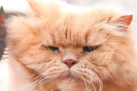 fette katzen