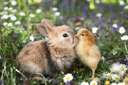 Kaninchen und Küken.jpg Kaninchen und Küken.jpg