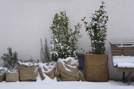 Winterharte Pflanzen_Westend61.jpg