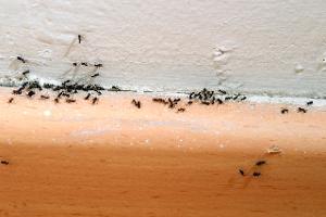 So lässt sich eine Ameisen-Invasion verhindern