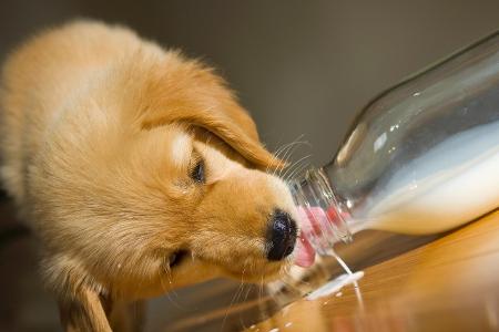dog milk.jpg dog milk.jpg