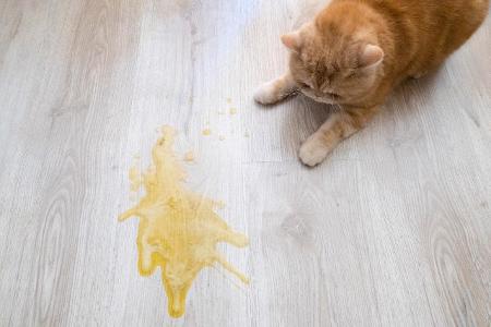 puking cat.jpg