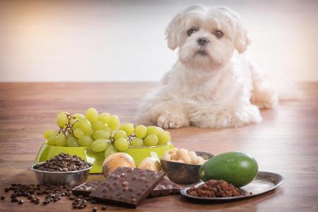 avocado dog.jpg