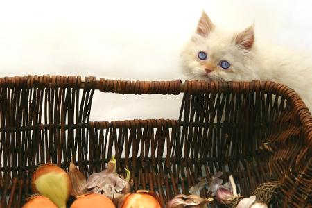 knoblauch zwiebeln Katze.jpg