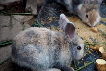 potato rabbits.jpg