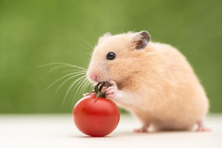 hamster tomato.jpg