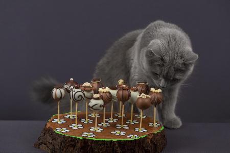 Chocolate cat.jpg