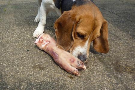 beagle pig.jpg