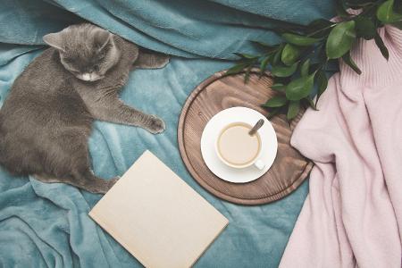 coffee cat.jpg